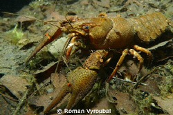 Swamp Cancer (Astacus leptodactylus) by Roman Vyroubal 